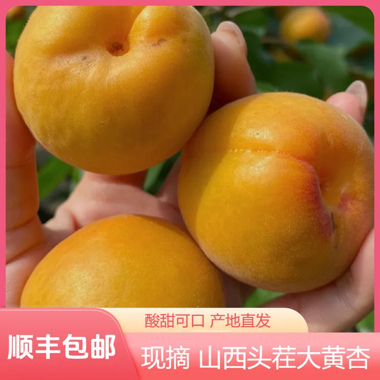 【顺丰包邮】头茬山西金太阳大黄杏酸甜可口肉厚多汁现摘新鲜水果
