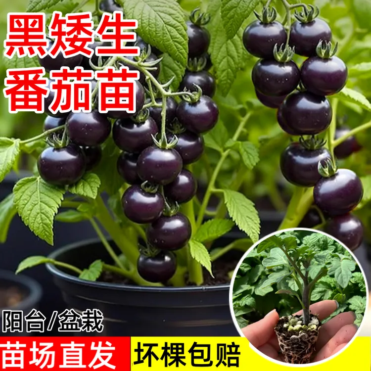 矮生小番茄黑矮生番茄秧苗黑珍珠小番茄苗子四季阳台盆栽高产抗病