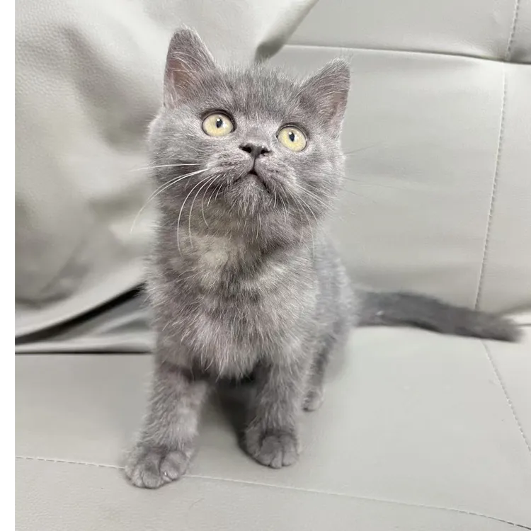 活体宠物猫咪英短蓝猫