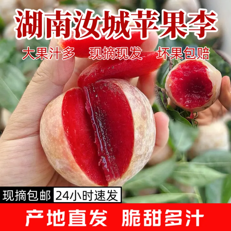 汝城文明老树芙蓉李苹果李园果直发酸甜可口新鲜红心李子应季水果