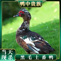 【喜宝家】山林放养番鸭 顺丰/京东包邮2只净重10斤 买一送一