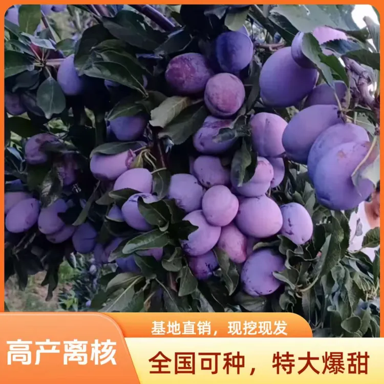 李子树苗蓝蜜西梅大红袍李子树苗高产离核特大爆甜南北方均可种植