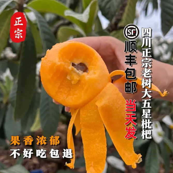 【精品中小果/福利装】四川文宫大五星老树枇杷