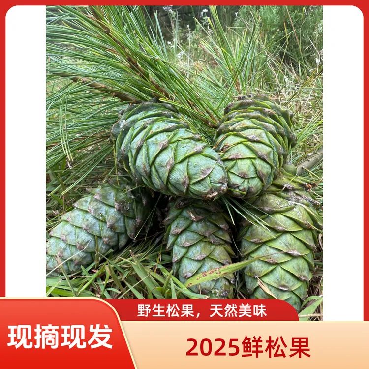 2025新鲜嫩松果带松子野生绿松塔松包松鼠仓鼠零食