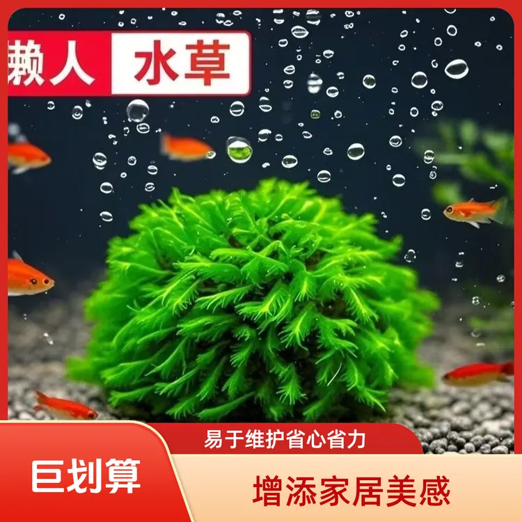 水培凤尾大半球凤尾水草懒人新手可选雨淋鱼缸装饰造景水草