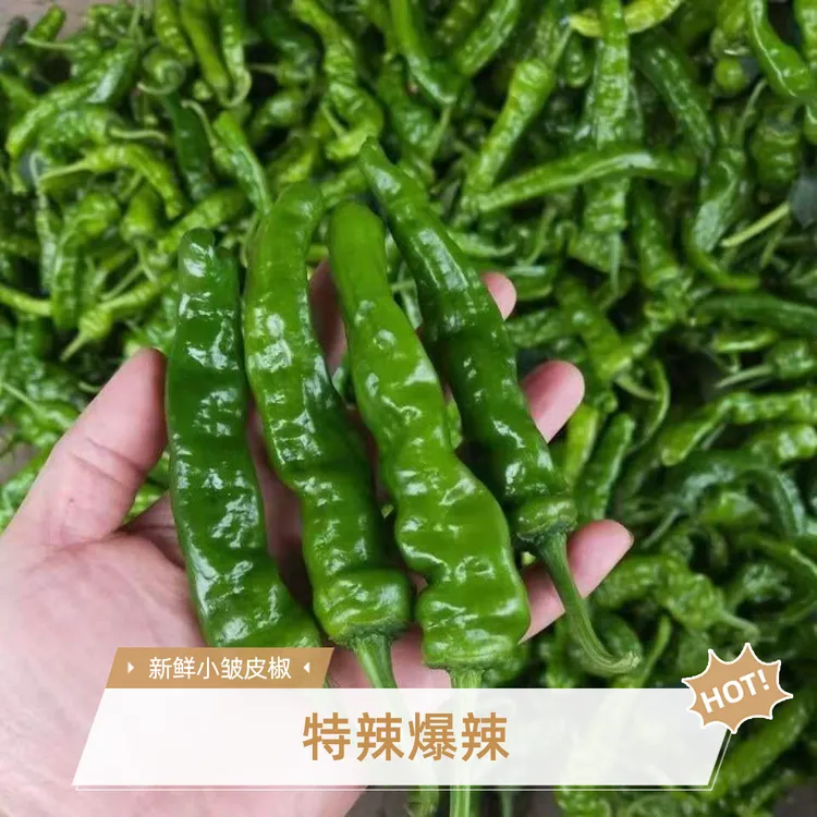 新鲜特辣香辣小皱皮辣椒皮薄香辣籽少新鲜蔬菜产地直发