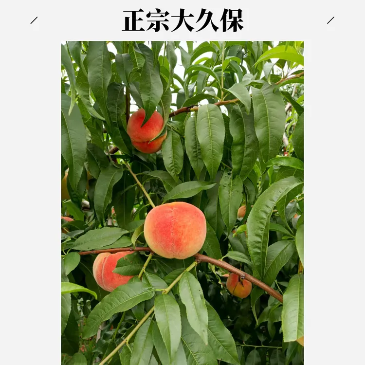 正宗平谷经典老久保 现摘现发 顺丰包邮 坏果包赔