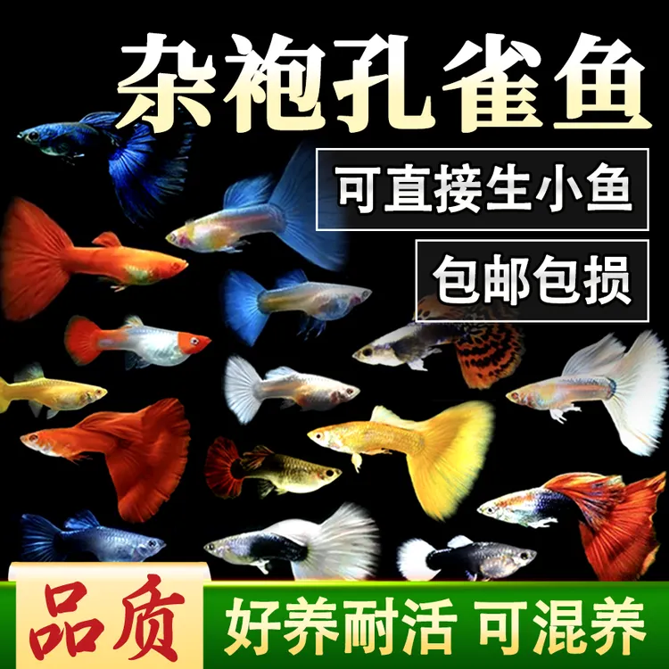  【新手必入】杂袍孔雀鱼基因盲盒 彩虹瀑布入缸 懒人养鱼观赏鱼‌ 