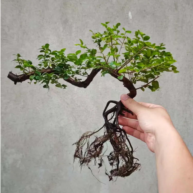 水培雀梅 生态缸专用植物 已转水培根茎可直接入缸