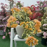 【花叶黎明三角州】三角梅四季勤花室外走廊四季开花好养绿植不带