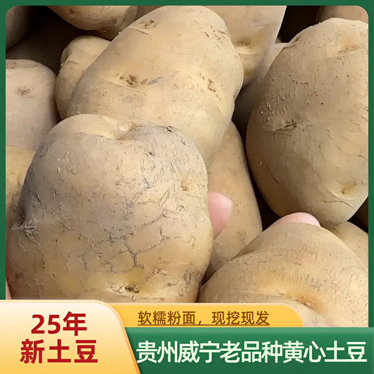 贵州威宁黄皮黄心老品种土豆沙面大个软糯米小土豆拉洋芋农家菜