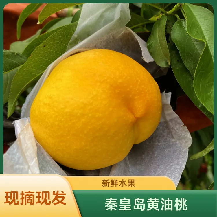 [现摘现发]秦皇岛黄金蜜黄油桃新鲜脆甜大杏梅桃子脆甜香甜多汁
