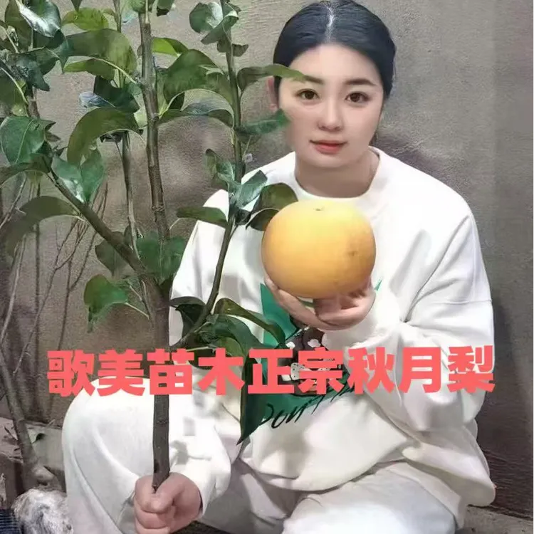 正宗嫁接秋月梨树苗翠冠梨皇冠梨各种梨树南北方种植盆栽地栽