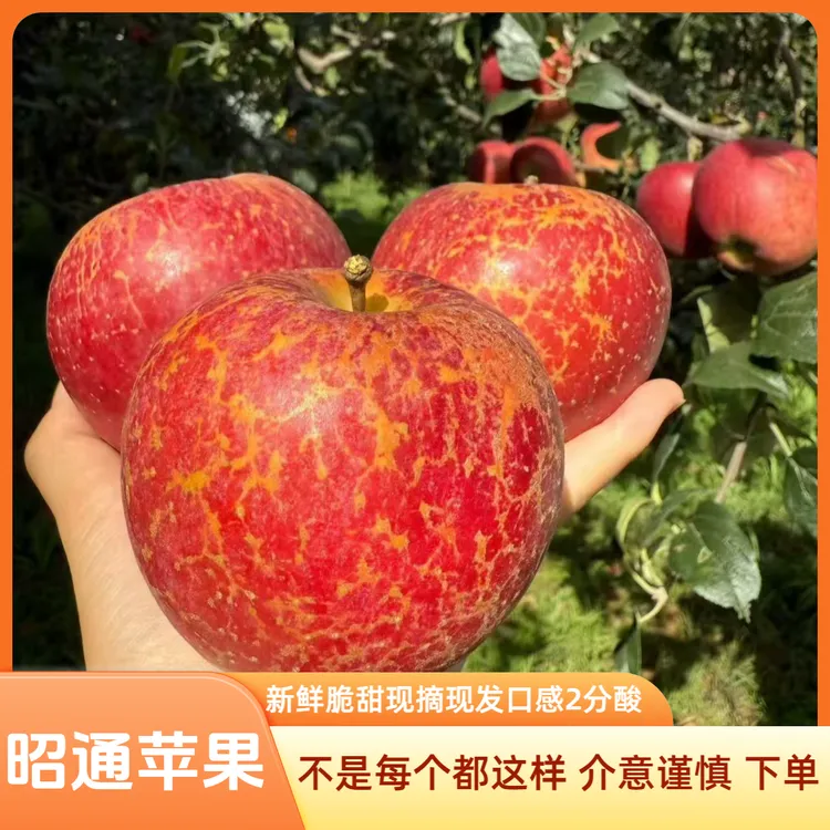 云南昭通富士糖心苹果新鲜苹果2分果酸8分脆甜现摘现发5斤包邮