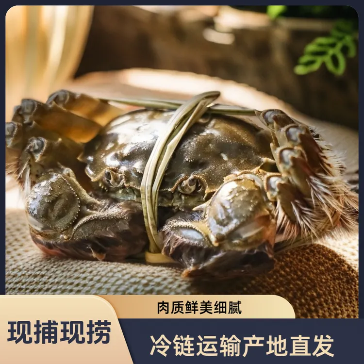 【活蟹】江苏大闸公蟹3.4两母蟹2.9两 6只-12只净重3斤/6斤礼盒装