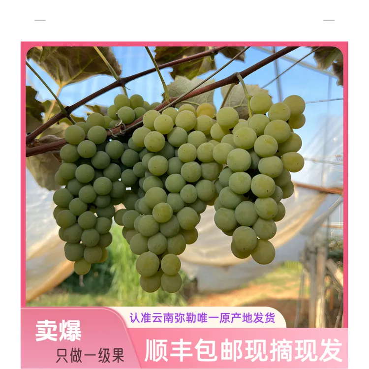 云南弥勒水晶葡萄香甜当季水果顺丰包邮