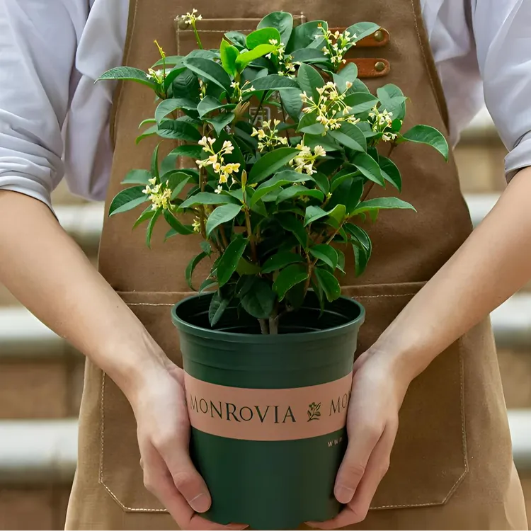 桂花盆栽月桂开花带香味阳台室内外好养易活庭院花卉绿植