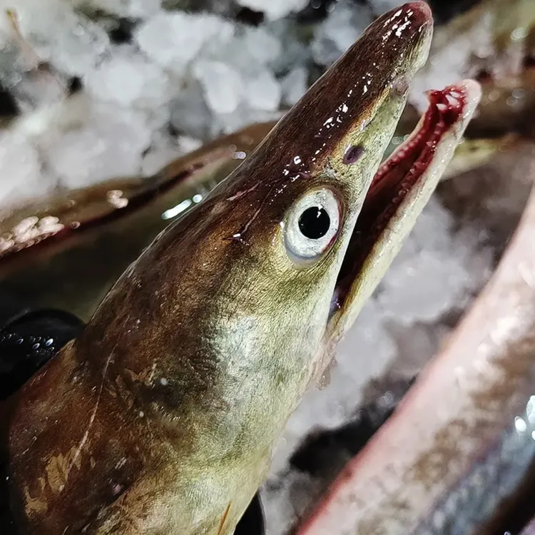 【蟹蟹】新鲜速冻海鳗鱼深海海捕肉质鲜嫩顺丰冷链包邮