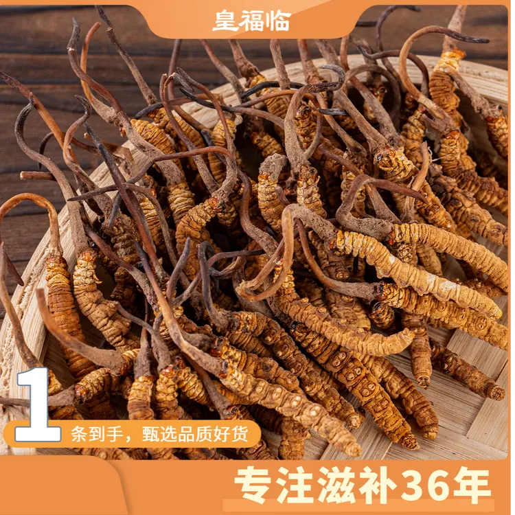 皇福临甄选正宗藏青0.2克规格冻干虫草品质靓货