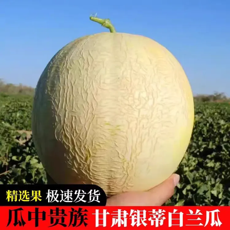 正宗戈壁白兰瓜州沙漠蜜瓜银蒂西贝甜瓜甘肃当季新鲜水果哈密瓜