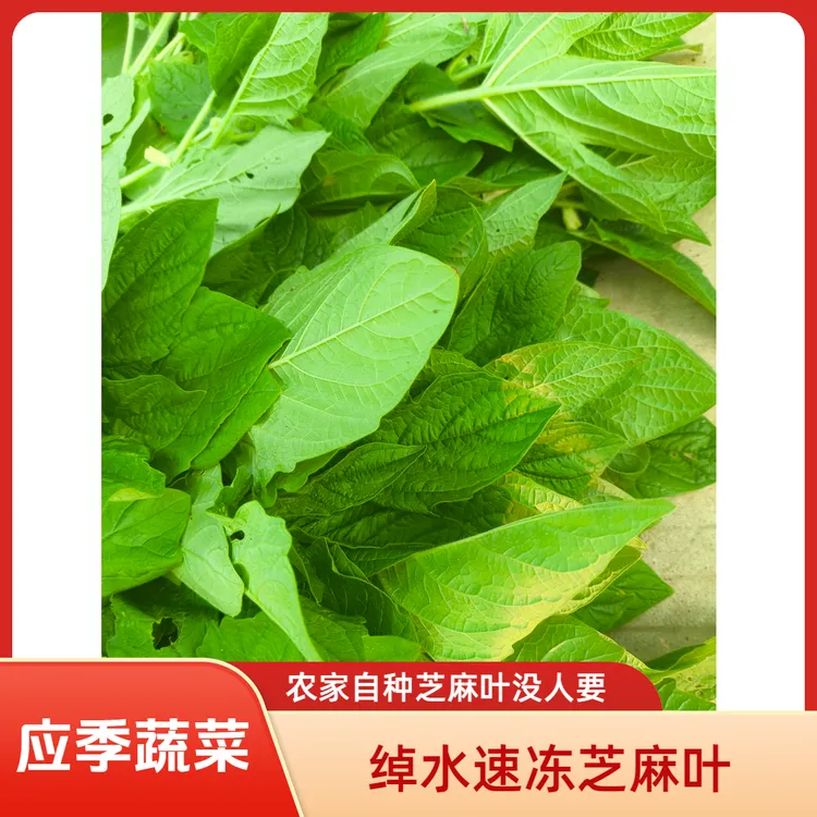 【坏了包赔】河南新鲜现摘芝麻叶绰水速冻保鲜应季蔬菜农家小青菜