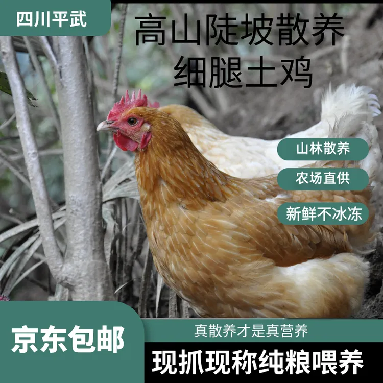 250天以上黄色土母鸡散养鸡汤鲜肉嫩新鲜农家散养