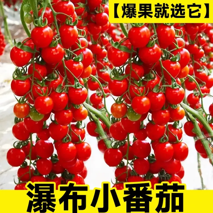 【瀑布小番茄种子】家庭阳台小院盆栽地栽四季种子