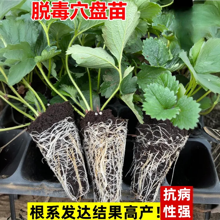 5颗】四季奶油红颜草莓苗穴盘种植阳台地栽绿植花卉爆根苗精选。