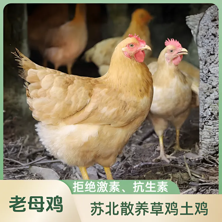 薛佬帝苏北草鸡生态散养土鸡老母鸡蒜苗单只2.6斤左右冷链包邮