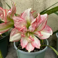 【蔓越莓】包对版澳洲朱顶红种球自然球福利【送肥料】