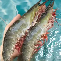 【特大号规格海虾】新鲜美味 肉质紧实 到手5斤 顺丰冷链特快