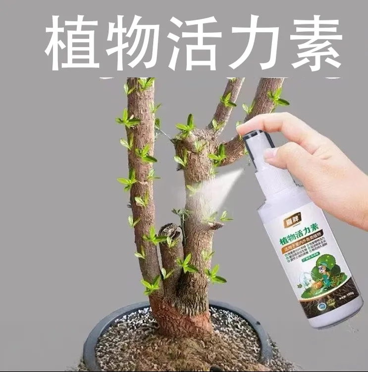 花卉针对植物光杆发黄掉叶生长快速活性生根促芽壮苗