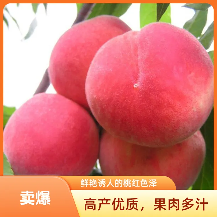 陕西铜川现摘新鲜水蜜桃脆软两吃鲜甜多汁当季应季水果