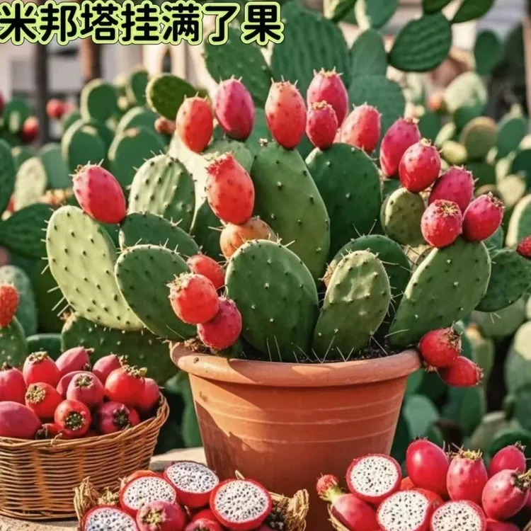 正宗米邦塔仙人掌绿植开花结果可食用果实和叶片易养耐旱懒人植物