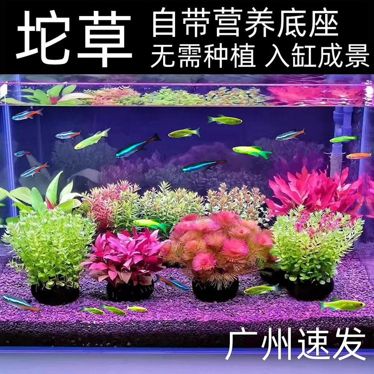 坨草植物活体增氧阴性水草生态水培绿植新手无需底砂懒人造景鱼缸