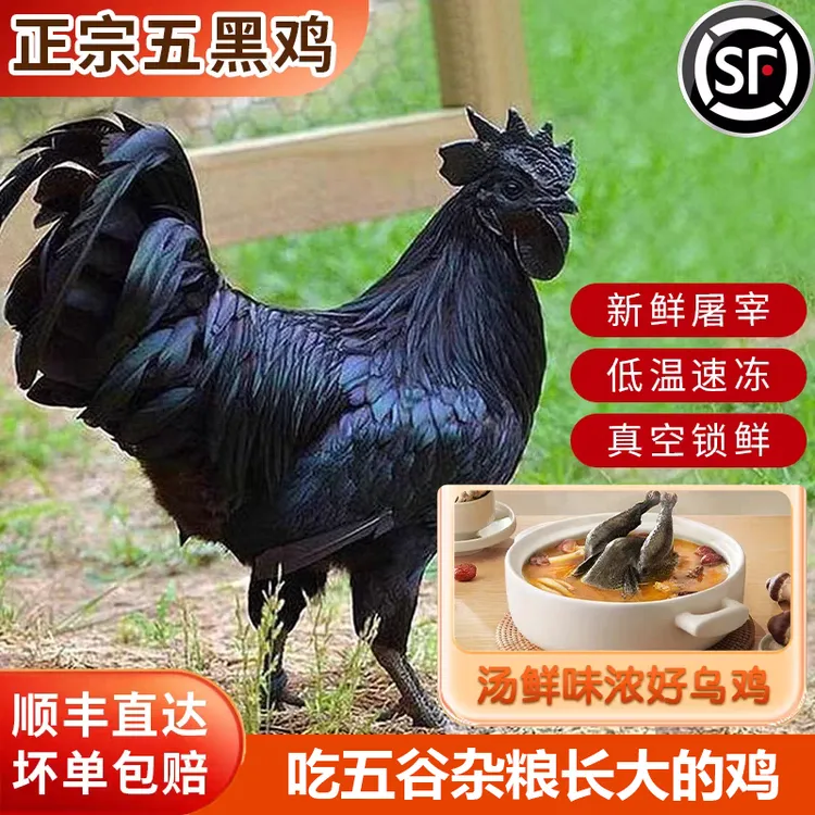 到手3只散养五黑乌鸡农家土乌鸡新鲜宰杀顺丰京东包邮纯种土鸡