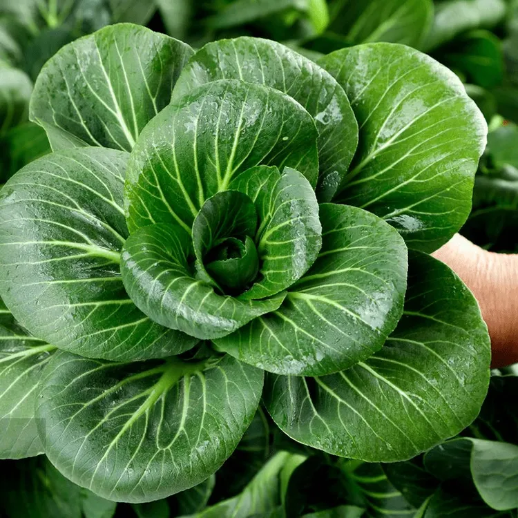 【今年新种】黑宝苏州青种子耐高温四季油菜菜籽小白菜蔬菜