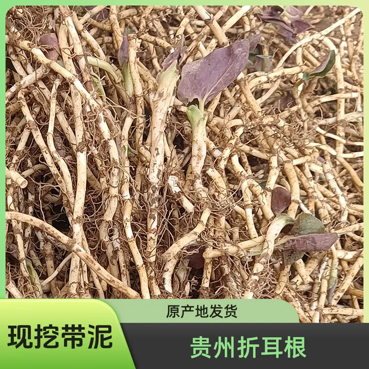 折耳根鱼腥草新鲜 贵州农家现挖带泥 嫩根偶尔带叶子 蔬菜