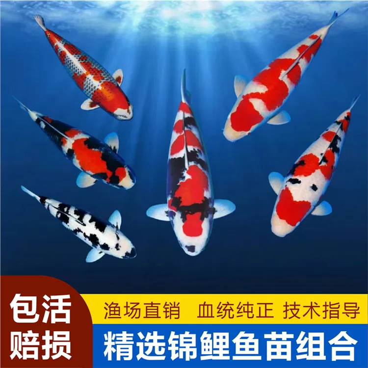 锦鲤红白大正昭和鱼苗活体耐活好养观赏鱼淡水冷水纯种白写绯写