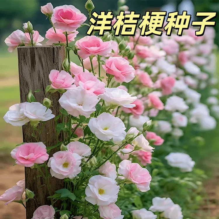 【洋桔梗花种子】桔梗花四季易种阳台庭院盆栽地栽南北方四季种植商品图