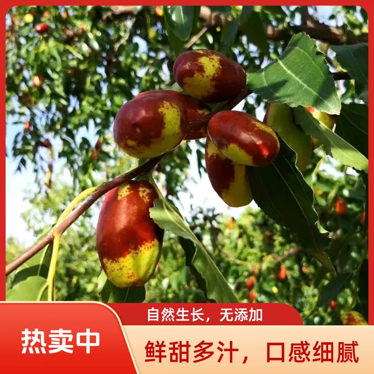 宁夏银川灵武长枣产地直发包邮当季新鲜水果脆甜大枣沙漠新鲜枣