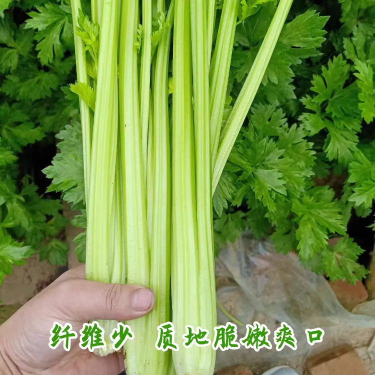 小香芹苗芹菜苗耐寒易种植阳台庭院