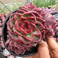 11#摩卡3头起多肉植物      前男友精品多肉 