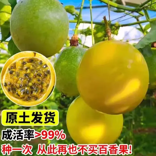 纯甜黄金9号百香果嫁接大苗盆栽地栽庭院绿植