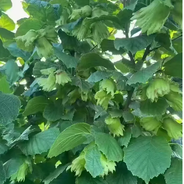 一方天青皮榛子（25年新货鲜果）3斤送夹子