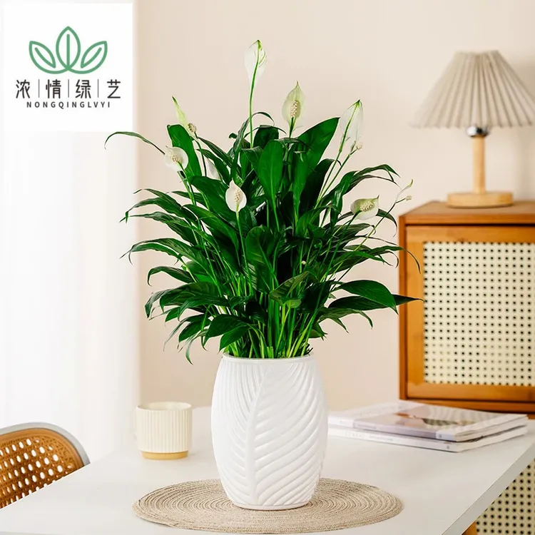 浓情绿艺白掌水培白掌好养植物室内开花绿植客厅美观一帆风顺