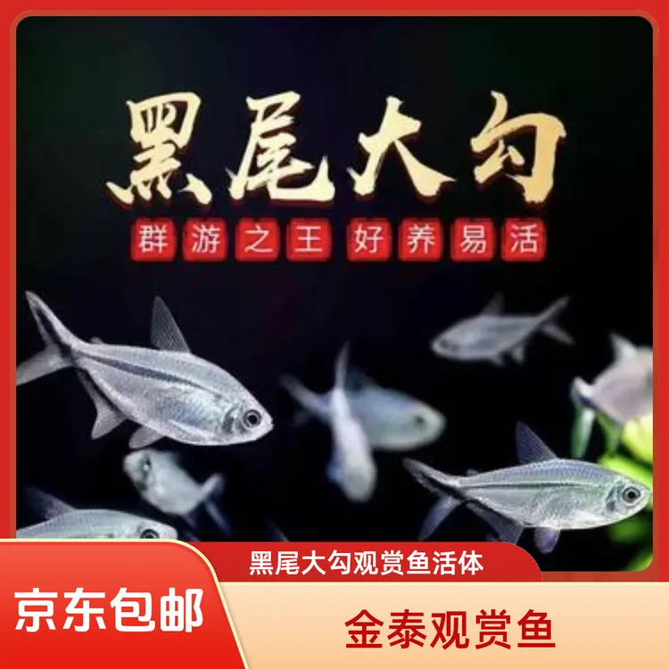 黑尾大勾群观赏鱼活体草缸游鱼小型淡水灯科混养小型观赏鱼糖果