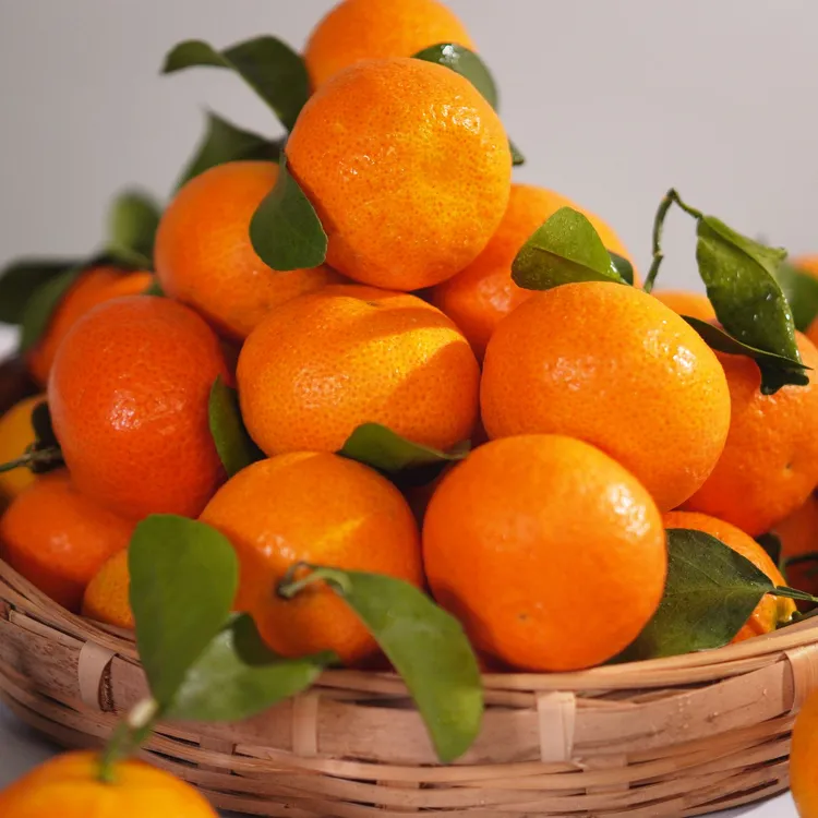 云南省禄丰市助农金秋砂糖橘现采当季水果