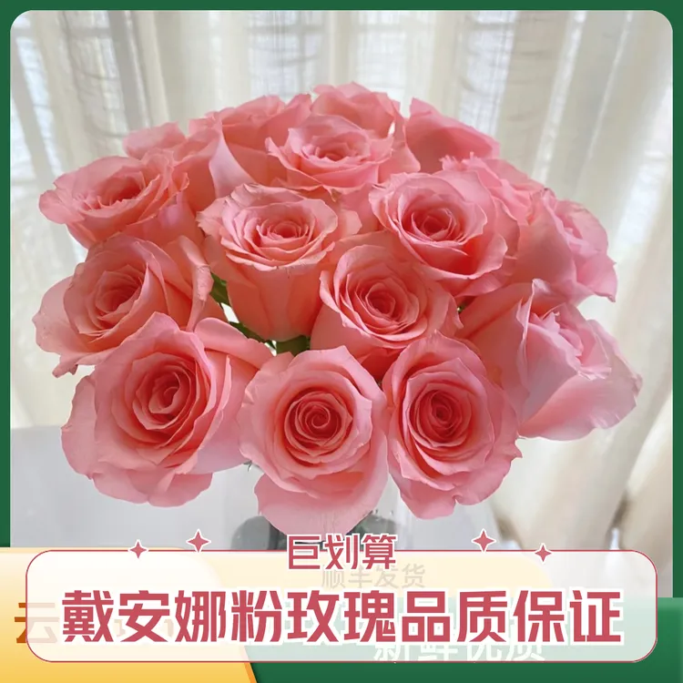 戴安娜单头玫瑰新鲜鲜花花束云南基地直发适合客厅装饰
