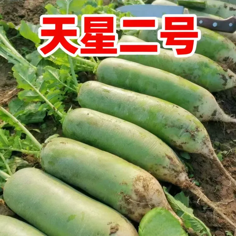 多地新鲜现挖现发水果萝卜口感清甜微辣清脆多汁